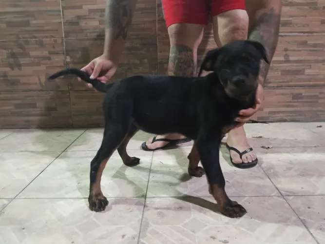 Rottweiler com 90 dias