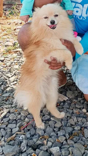 Spitz alemão