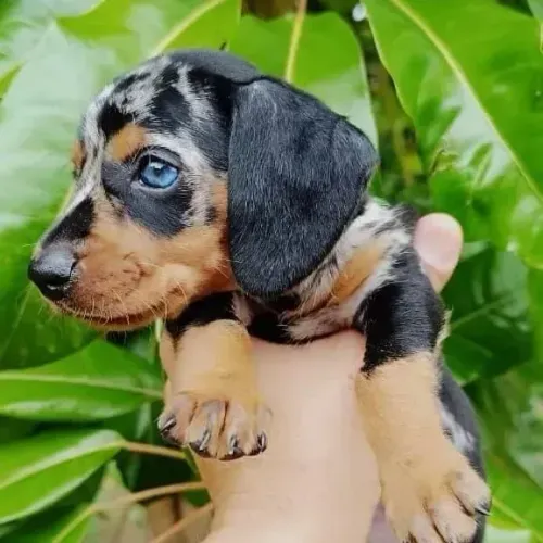 Dachshund para Quem Valoriza uma Companhia Fiel