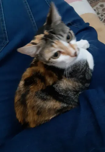 Gatinha doação  3 aninhos.
