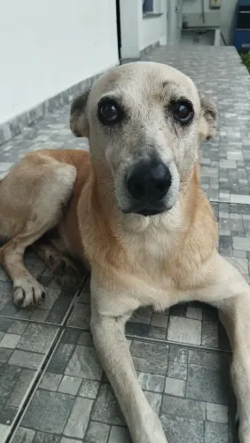 Doação de cachorro macho
