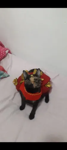 Vestido Pet