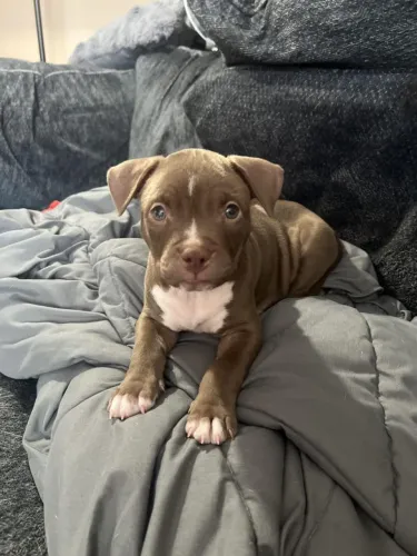 Doação de American Bully