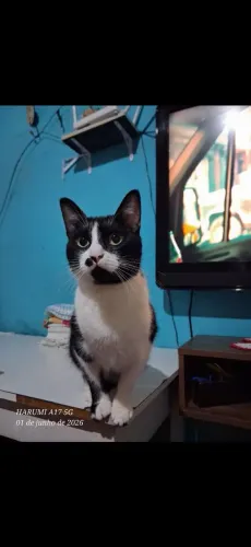 GATA FÊMEA DOAÇÃO