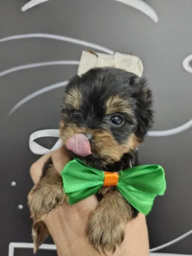  Machinho de Yorkshire,  miniatura!