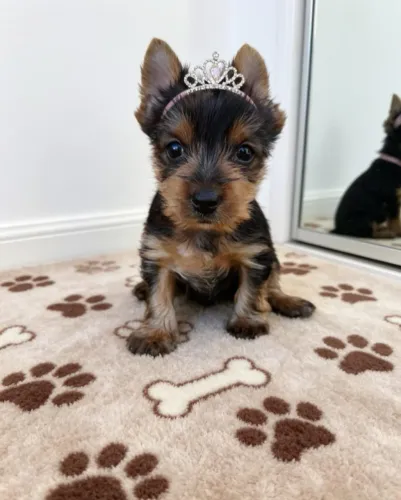 Pequena Princesa Yorkshire