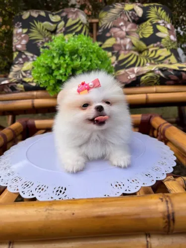 Lulu da Pomerânia