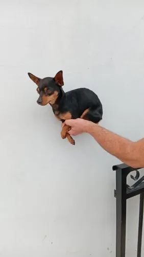 Vendo pinscher machinho tem 2 anos, bem pequeno.