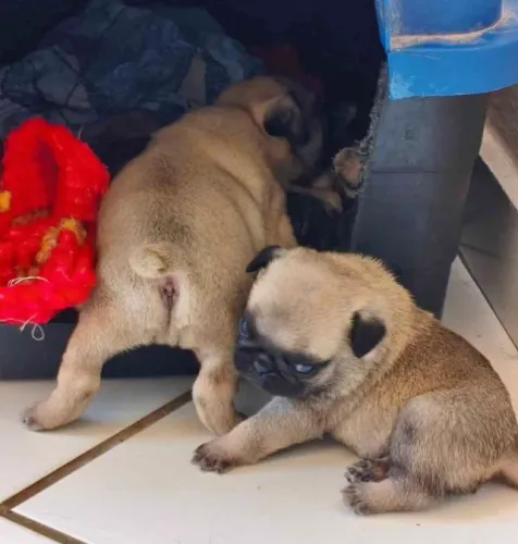 Pug Filhotes Abricot Super Amáveis. 