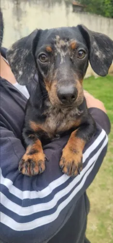 Cachorro Raça Dachshund