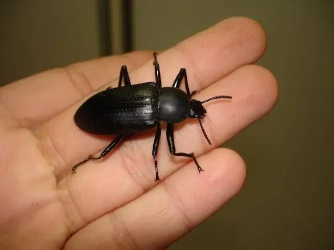 Besouro de tenebrio molitor