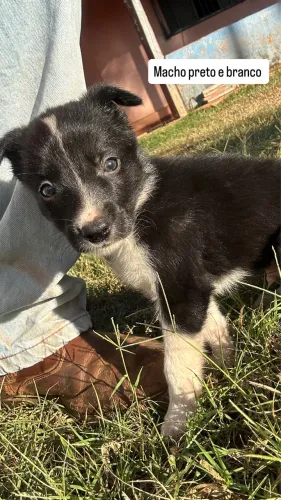 Filhote de border collie 