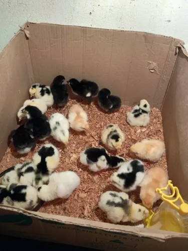 Pintinhos GSB Balão !