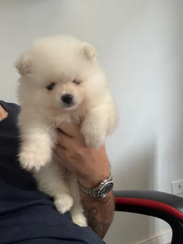 Spitz doação