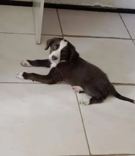 Borde collie filhote