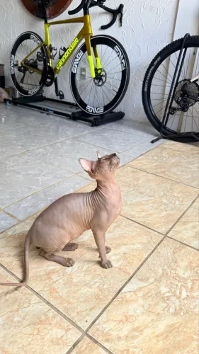 Gato Sphinx Filhote Macho de 09 Meses!