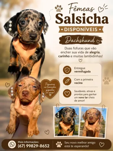 Salsicha