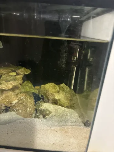 Palhaço Picasso para aqua marinho