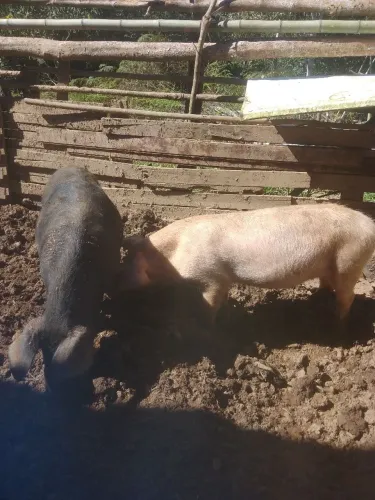 3 leitão sendo 1 macho e 2 fêmea 