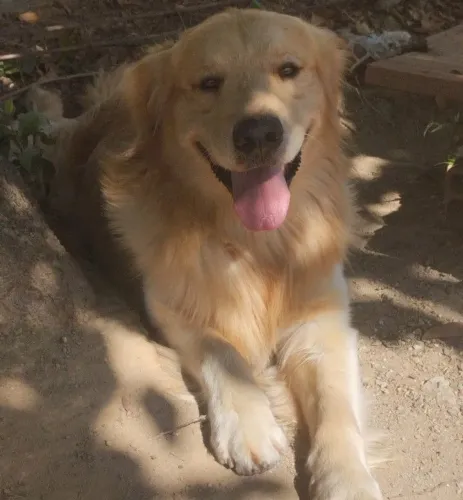 Golden Retriever disponível para cruza