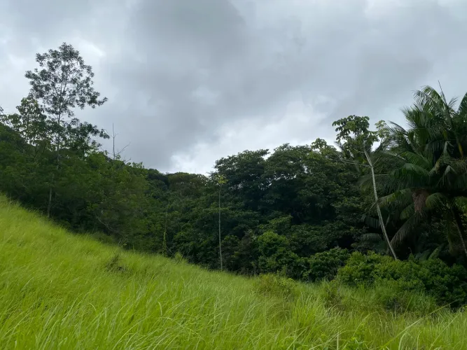 Sítio em Tamandaré 8 Hectares