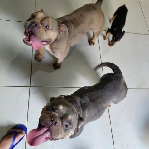 Vende-se América Bully Fêmea adulta 
