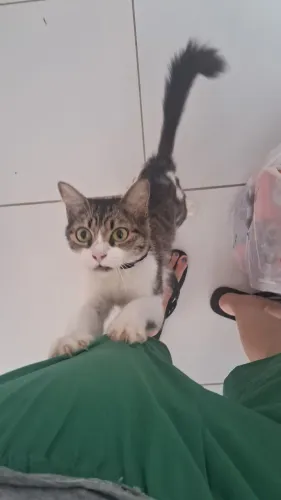 Adoção urgente de gata com duas filhotes de 1 mês 