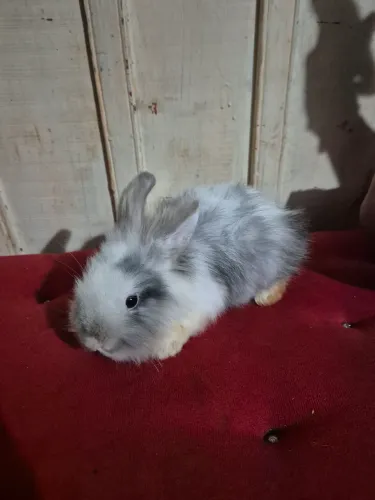 Vende-se coelho mini lion