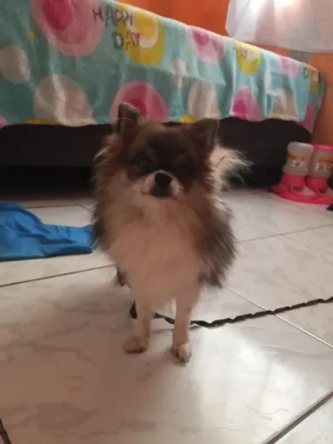 Vendo uma cachorrinha Spitz alemão anã