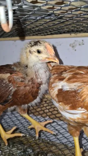 Pintinhos/juvenis de Galinha Poedeira Vermelha