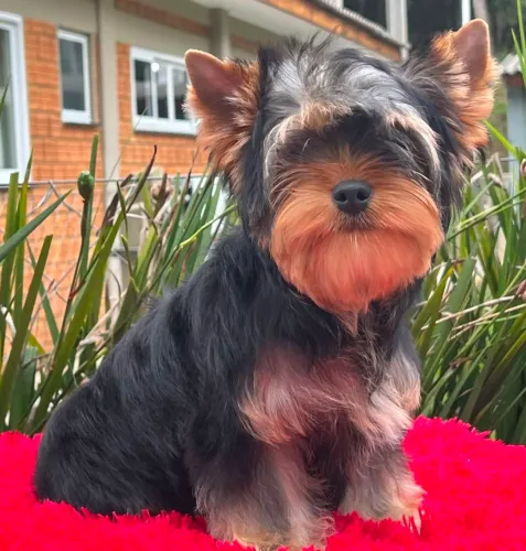 Yorkshire terrier macho