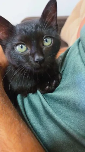 Gatinha filhote na cor preta (Draculina)