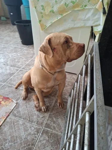 Doação de cachorro