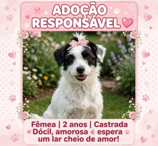 Doa se linda poodle