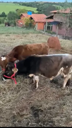 Mini bois 