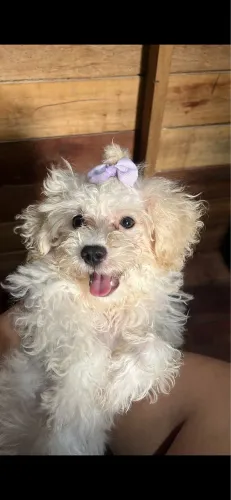 Cachorro 