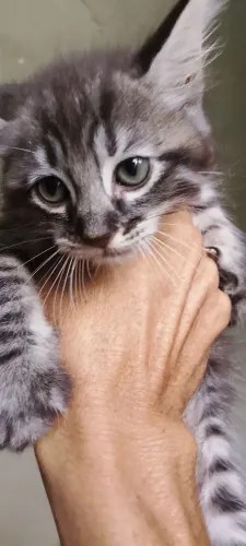 Gatinho macho para doação