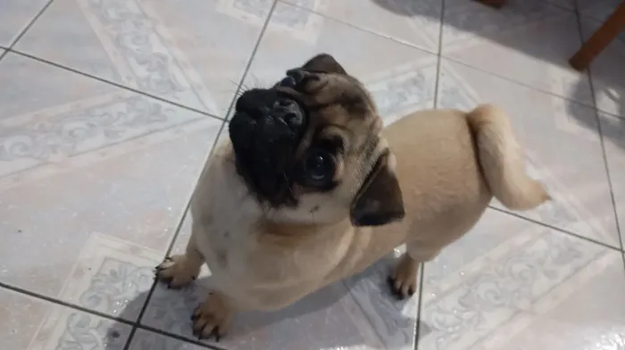 Cachorro Raça Pug Filhote 