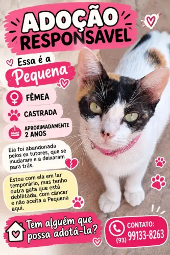 Gatinha disponível para adoção