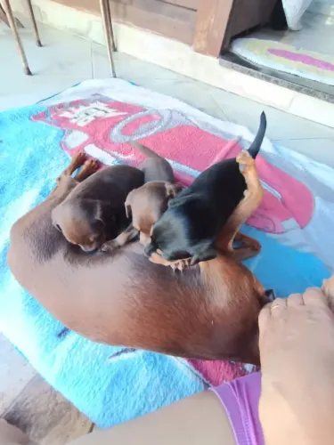 Cachorro Pincher