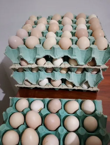 Ovos caipira