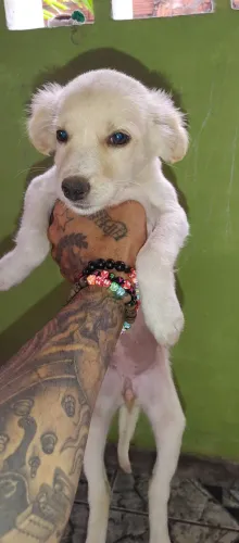 doação de dois cachorinhos lindos  