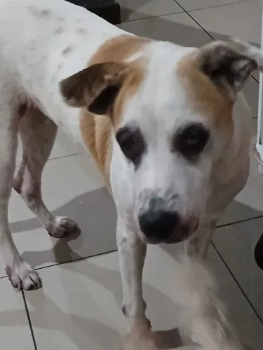 Estou doando uma cadela porte grande,e um bem pequeno ja de uma certa idade os dois
