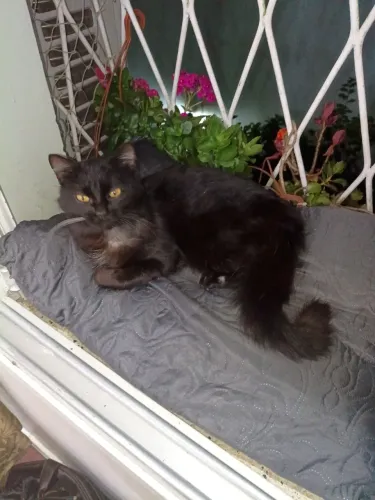 Doa-se Gatinho Preto Macho
