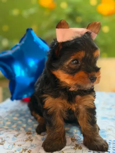 Filhote Machinho MIÚDO de Yorkshire com PEDIGREE