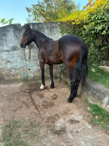 Egua crioula 
