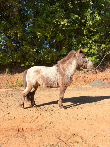 Pônei Macho Castrado