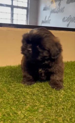 Vendo Shitzu macho Black