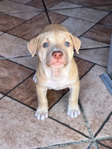    Pitbull Fêmea com Excelente Temperamento Pronta para Novo Lar