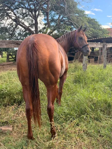 Égua quarto de milha registrada a venda!